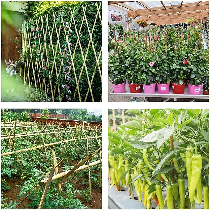 Cambaverd Bamboo Sticks for Plants 2 Feet Bamboo Stakes for Indoor Gardening Plant Stakes Supports Potted Plants Mini Trees Garden Stakes - Pack of 30 Bamboo Poles