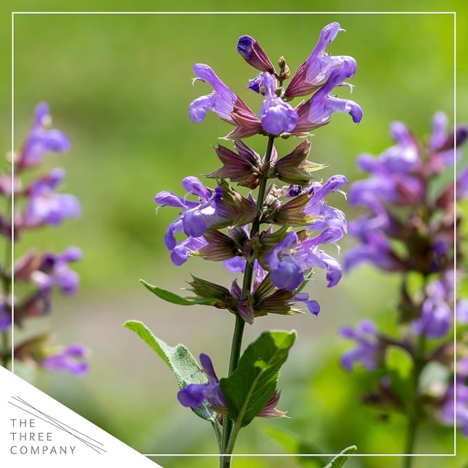 Live Aromatic and Edible Herb - Sage (4 Per Pack), Supports Memory and Brain Health, 8" Tall by 4" Wide in 1 Pint Pot