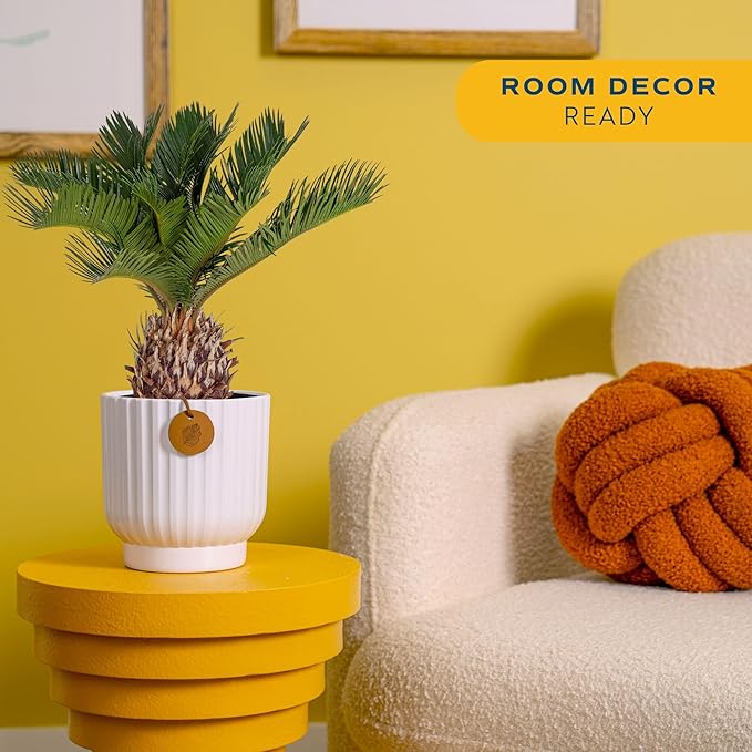 Costa Farms Live Sago Palm, Easy to Grow Live Indoor Plant, Houseplant in Decorative Pot, Home and Room Decor, 1 Foot Tall