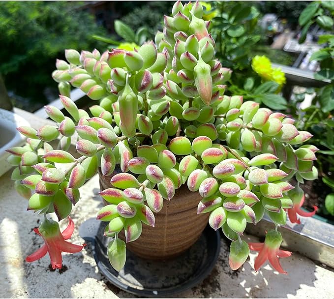 Sprout N Green Cotyledon Pendens, Live Succulent Fully Rooted in 4" Pot with Soil, Trailing Plant for Home Office Wedding Indoor Outdoor Hanging Decor DIY Project Party Favor, Keep Away from Pets