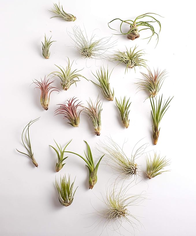 Shop Succulents | Assorted Collection | Variety of Species, Tropical House Plant for Home Décor, DIY Terrariums, 30-Pack