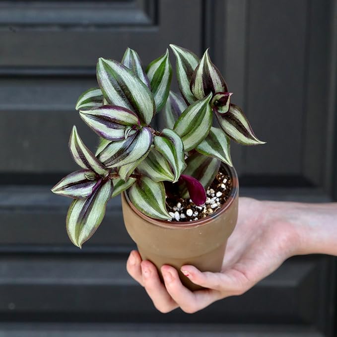 PLANTVERS Live Silver Jew in 3" Nursery Pot - Low Maintenance Houseplants - Low Light Office Plant - Air Purifier Indoor Plant