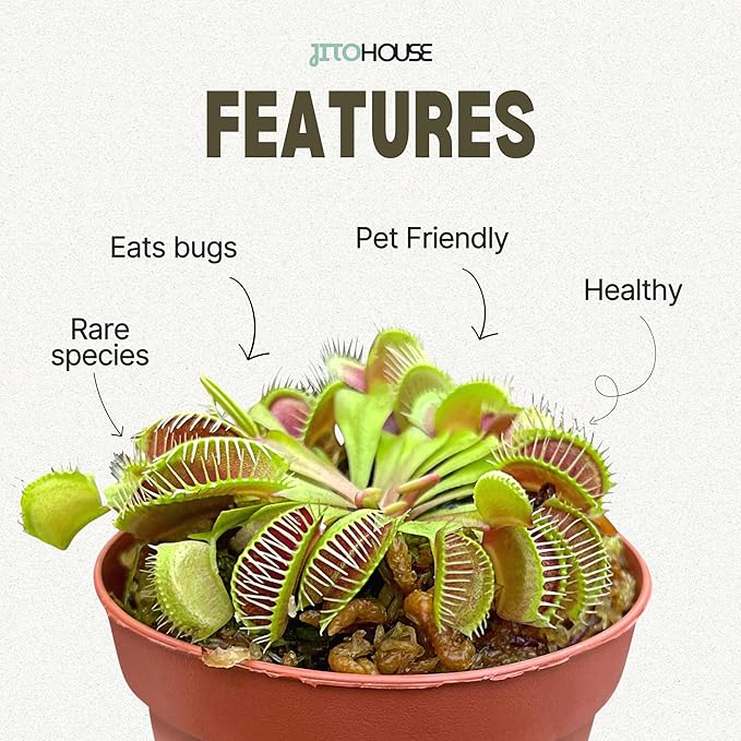 Venus Fly Trap Plant Pet Friendly Non-Toxic 2" Pot Live Carnivorous Plant for Indoor & Outdoor Use | Easy to Grow Bugs Catcher Trap Houseplant for Beginners | Live Plant in 2" Nursery Pot - JitoHouse