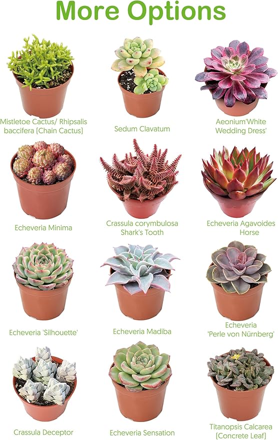 Live Succulent Plants Echeveria 'Agavoides Horse', Easy Care Potted Succulents in 4" Pots, Indoor Houseplant, Unique Gifts, Home Office Décor