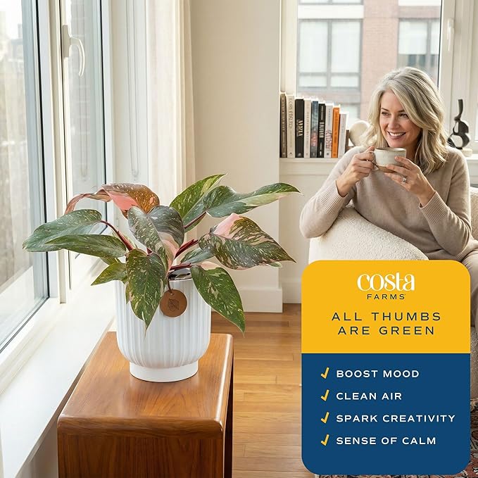 Costa Farms Pink Princess Philodendron, Live Indoor Plant, Rare Unique Houseplant Potted in Indoors Garden Plant Pot, Living Room Home Decor, Trending Tropicals Collection, 1 Foot Tall