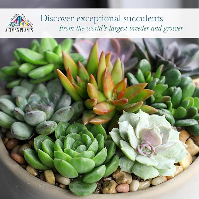 Altman Plants Specialty Live Succulent Plant (6 Pack), No Duplicates, Assorted Succulents Featuring Unique Colors & Shapes, 2 in Pots