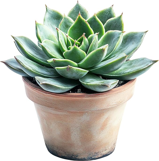 GARDENWISE Premium Organic Succulent Potting Mix – Well-Draining Indoor Plant Soil – Safe, Eco-Friendly, UV-Treated – Perfect for Succulents, Aloe, and Cacti – Handcrafted in The USA (3 Quarts)