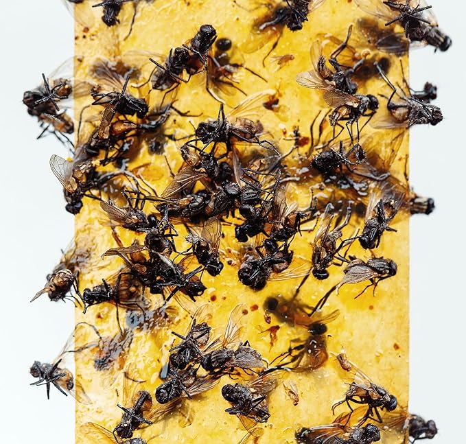 Gideal 4-Pack Yellow Sticky Traps for Indoor/Outdoor Use, Gnat Trap for Flying Plant Insect