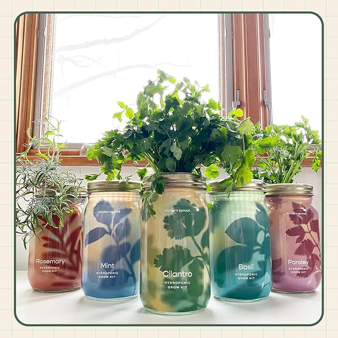 Modern Sprout Mason Garden Jar - Self-Watering Hydroponics Growing System Kit with Organic Herb Seeds - Jar Planter for Indoor Herb Garden - Seed Starter Kit - Home Decor & Gifting - Cilantro