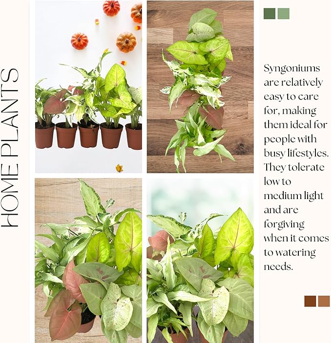 Syngonium Live Plant Assorted Starter Pack in 2" Pot - Easy to Grow Air Purifying Indoor House Plants Flowers for Home Office Wedding Decor & Birthday Gift (5) (Heat Pack Included)