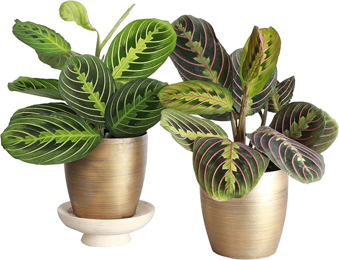 Thorsen's Greenhouse Prayer Plants Set of 2, Maranta leuconeura, Pet Safe Plants, Low Light Plants, Live Indoor Plants, 4" Diameter Plants, Classic Pots (Gold)