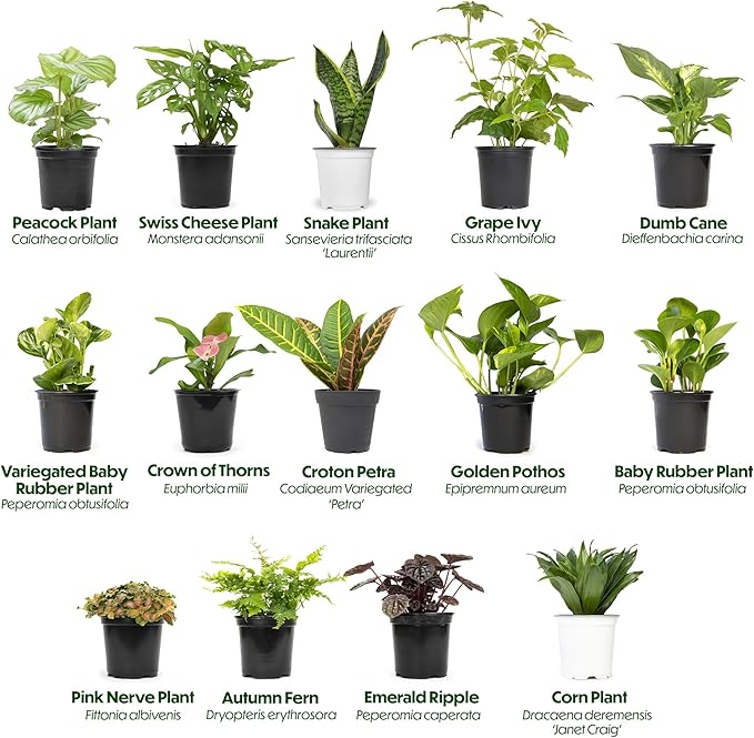 Essential Houseplant Collection (3PK), Easy Plant Varieties, Air Purifying Pack with Real Pothos, Peperomia, & More Popular Live Houseplants for Home or Office by Plants for Pets
