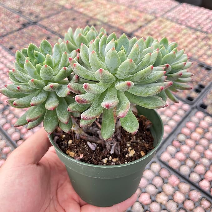 Live Succulent Plants Echeveria 'Blue Apples', Easy Care Potted Succulents in 4" Pots, Indoor Houseplant, Unique Gifts, Home Office Décor