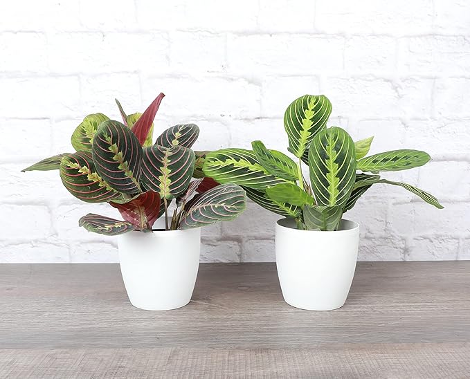 Thorsen's Greenhouse Prayer Plants Set of 2, Maranta leuconeura, Pet Safe Plants, Low Light Plants, Live Indoor Plants, 4" Diameter Plants, Classic Pots (White)