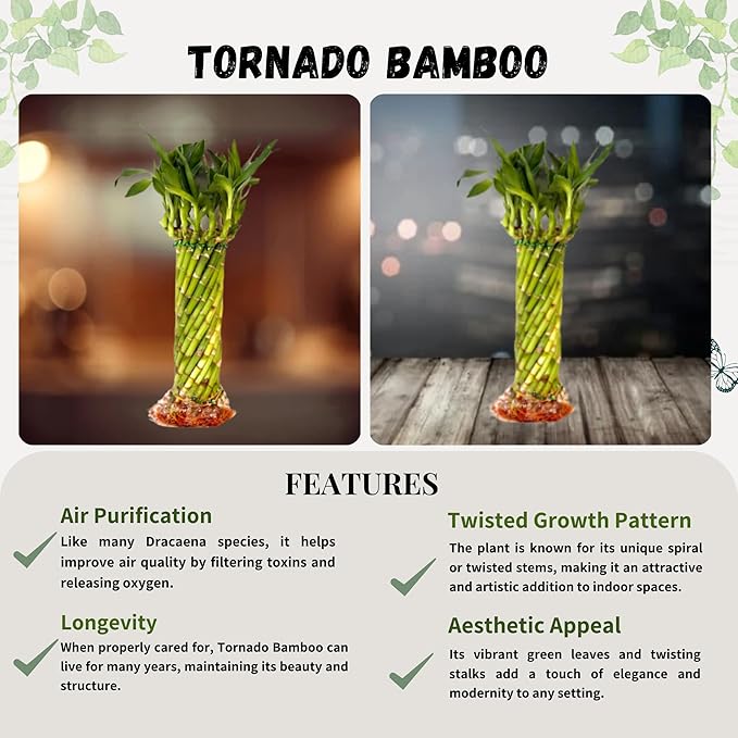 Live Two Tier Lucky Bamboo Plant - Bundle of 15 Stalks - Easy to Grow, Air Purifying, Live Indoor Houseplants Flowers for Home Office Wedding Decor & Giftable (Hurricane Bamboo with Heat Pack)