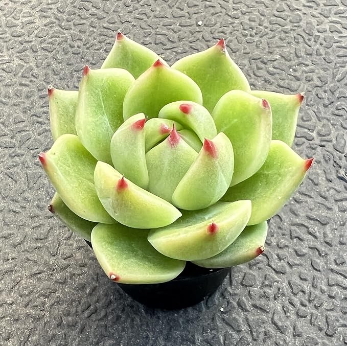 Sprout N Green 2in Echeveria Agavoides 'Blue Dragon', 1 Pack Live Mini Succulent Plant Fully Rooted in Pot, House Plant for Indoor Outdoor Home Office Wedding Decor DIY Projects Party Favor