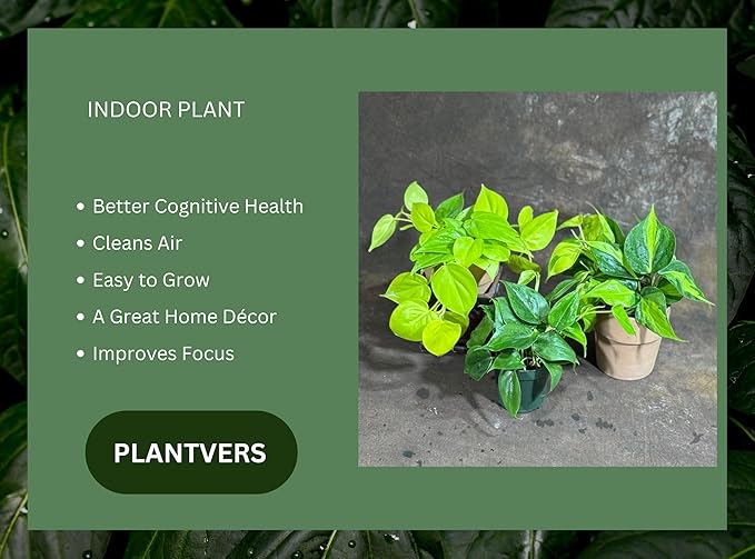 PLANTVERS Set of 3 Philodendron Plants in 4'' Nursery Pots – Brazil, Lemon Lime & Jade Heartleaf Philodendron Varieties – Live Indoor Vining Houseplants – Variegated Easy Care & Air Purifying Plants