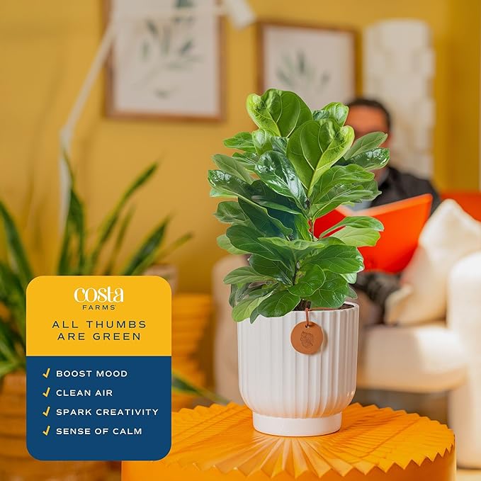 Costa Farms Fiddle Leaf Fig Tree Live Plant, Little Ficus Indoor Plant in Modern Decor Planter, Houseplant Potted in Potting Soil, Birthday, Housewarming, Home Decor, 1-Foot Tall