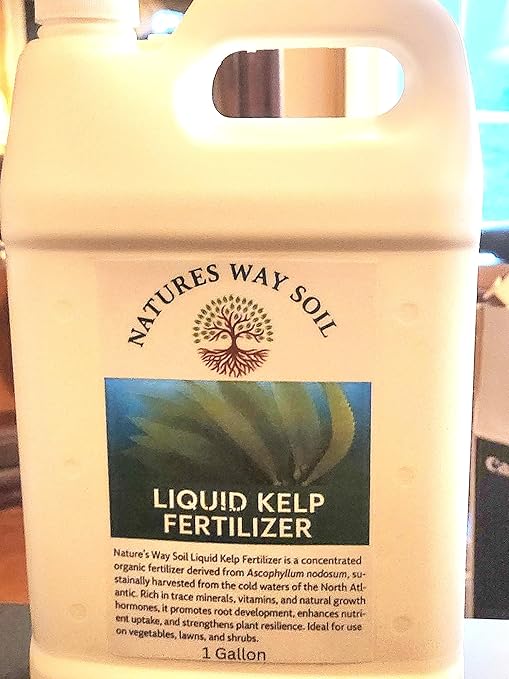 Nature's Way Soil® Liquid Kelp Fertilizer Concentrate – 2.5 Gallon | Cold-Processed Enzymatic Extract from Icelandic Kelp | Seaweed Plant Food for Lawns, Gardens | Cytokinins & Growth Hormones