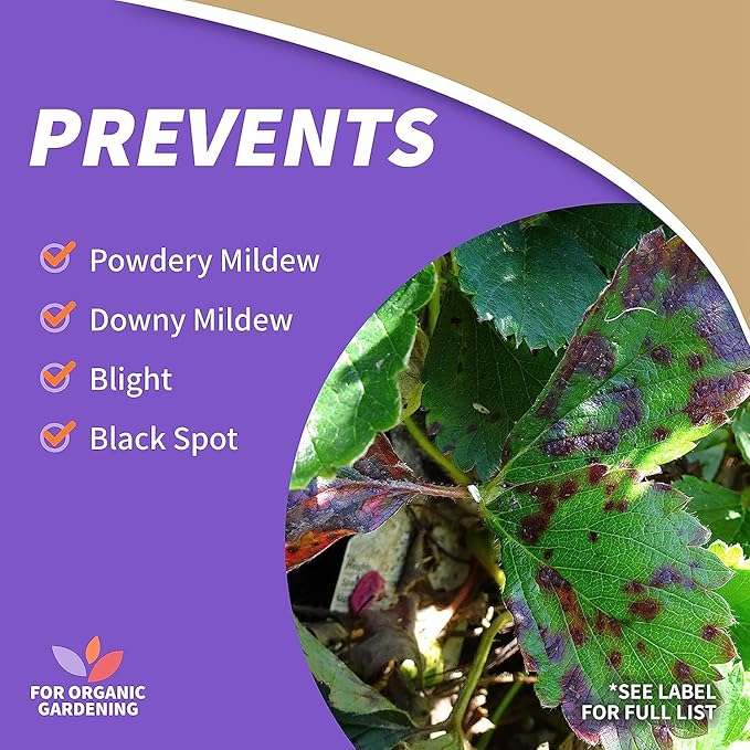 Bonide Captain Jack Copper Fungicide 16 oz Concentrated Plant Disease Control Solution for Organic Gardening (Pack of 2)