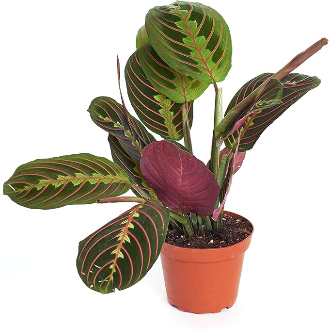 Shop Succulents | Live Maranta Red 'Prayer Plant', Naturally Air Purifying House Plant, Easy Care, Live Indoor House Plant in 4" Pot