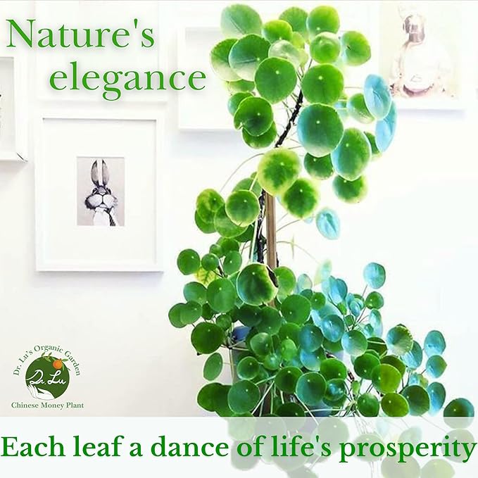 Dr. Lu’s Organic Chinese Money Plant (Pilea Peperomioides) | Rooted Friendship/UFO Plant | Rare House Plants for Good Fortune | Live Plants in 6'' Nursery Pot