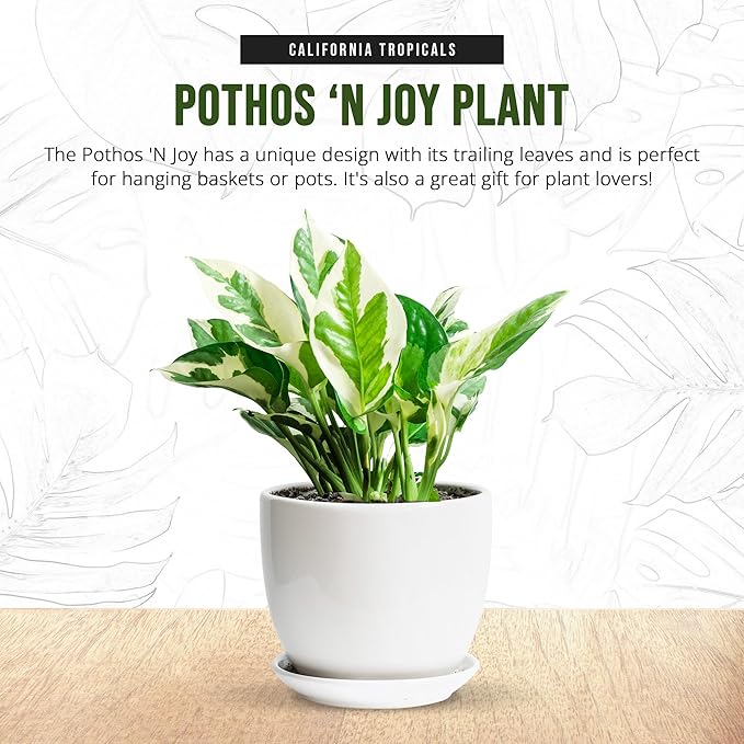 California Tropicals Pothos 'N Joy - 4" Live Plant - Variegated White and Green Leaves - Easy to Care for - Perfect for Home Decor, Gifts, and Office -