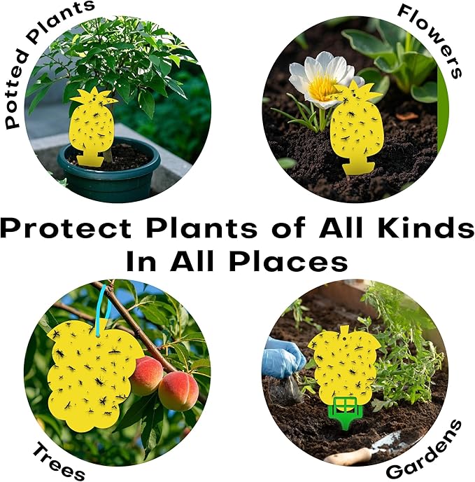 60 Pcs Gnat Traps for House Indoor Fruit Fly Traps Fungus Gnat Traps Yellow Sticky Traps for Plant Gnats No Harm and Odorless for Indoor Outdoor Use