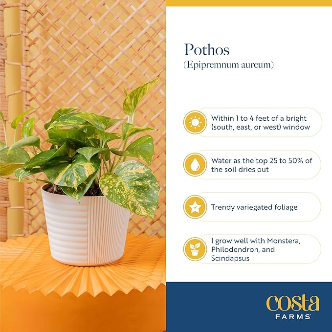 Costa Farms Golden Pothos Live Plant, Easy Care Indoor House Plant in Grower's Pot, Potting Soil, Great for Outdoor Hanging Planter or Basket, Housewarming Gift, Desk Decor, Room Decor, 10-Inches Tall