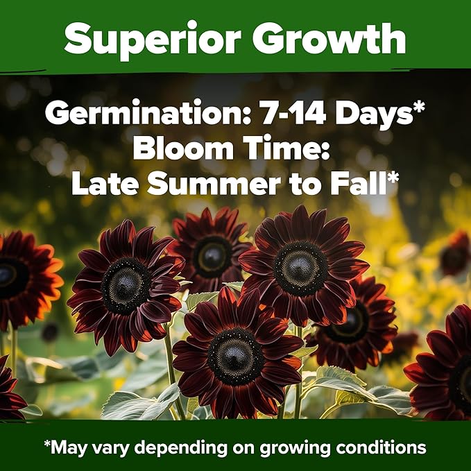 HOME GROWN Chocolate Cherry Sunflower Seeds – 150 Heirloom Non-GMO Seeds – Burgundy Sunflowers for Planting – Tall Garden Flowers that Attract Pollinators & Butterflies (Helianthus annuus)