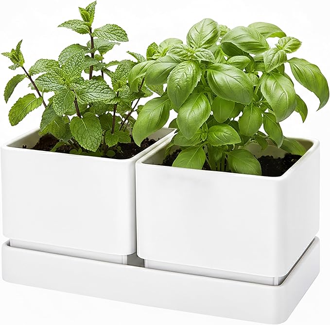 D'vine Dev Indoor Herb Garden Planter Set, Plastic Windowsill Plant Pots with Drainage and Saucer, Indoor Succulent Cactus Vegetable Pot for Balcony, Office, Garden, White, Set of 1, 76-Q-A-1