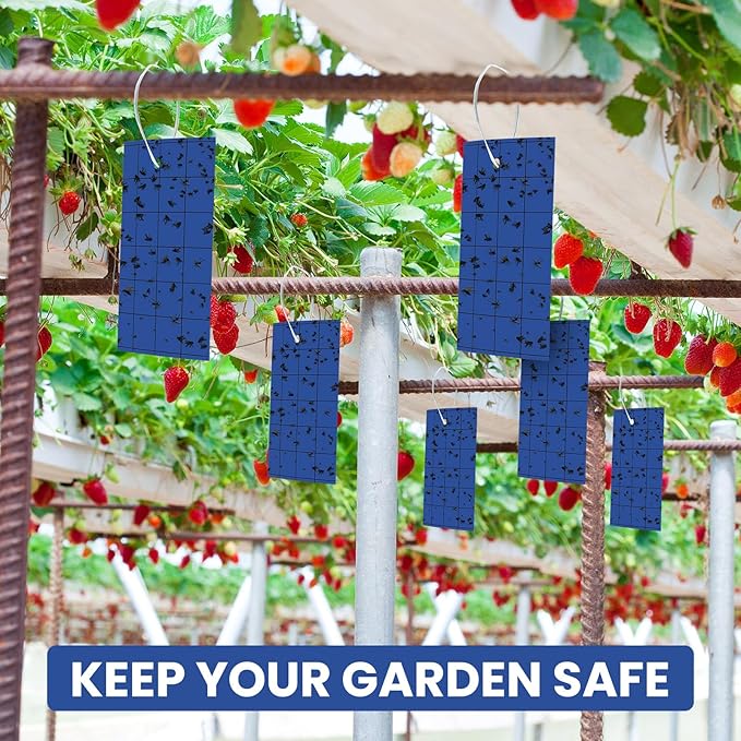 Qualirey 100 Sticky Trap for Gnats 3 x 5'' Dual Side Sticky Fruit Fly Trap with Tie Plant for Flying Insect Fungus Bugs Flying Catcher for Indoor (Dark Blue)