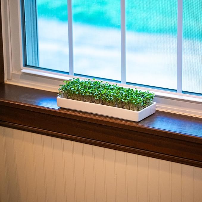 mizuna Microgreens Growing Kit — 2 Ceramic Trays, Coconut Coir & Seeds | Indoor Windowsill Grow Kit | Gift for Plant & Food Lovers