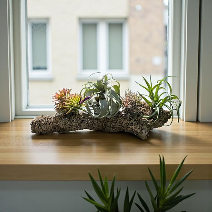 Rainforest Grown 10 Pack Assorted Air Plants - Live Tillandsia - Easy Care House Plants -