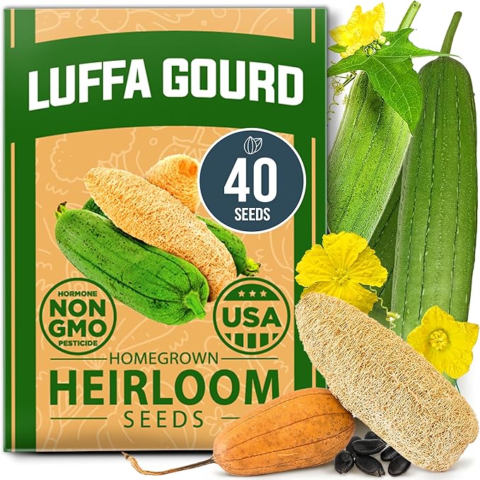 HOME GROWN Luffa Seeds 40 Heirloom Non-GMO Loofah Gourd Seeds for Planting, High Germination, Grow Your Own Natural Bath Sponges, Edible Vining Vegetable Garden, Harvest Young Gourd (Luffa aegyptiaca)