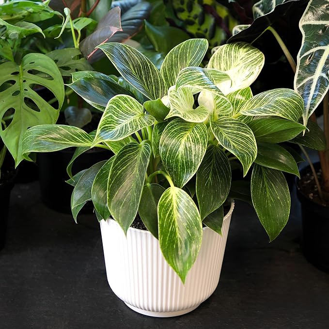Altman Plants Variegated Philodendron Birkin in 6 Inch White Plastic Planter, Easy Plant Gift & Desk Plant, Real Air Purifying Plants, Philodendron Plant Live Indoor Plants in Indoor Potting Soil Mix