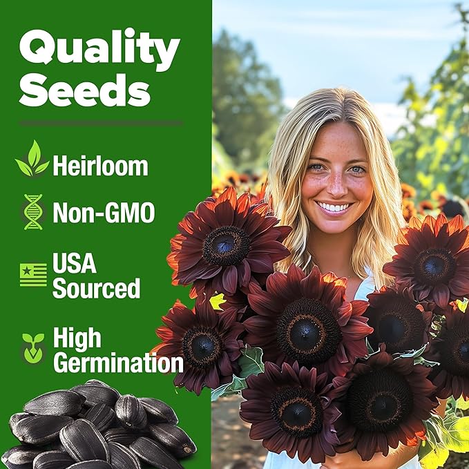 HOME GROWN Chocolate Cherry Sunflower Seeds – 150 Heirloom Non-GMO Seeds – Burgundy Sunflowers for Planting – Tall Garden Flowers that Attract Pollinators & Butterflies (Helianthus annuus)