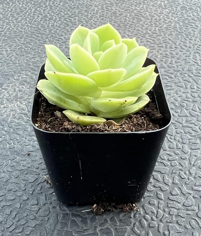 Sprout N Green Echeveria Honey Melon, Live Succulent Plant Fully Rooted in 2" Pots with Soil Mix, Real Houseplant for Indoor Outdoor Home Office Wedding Decoration Party Favor