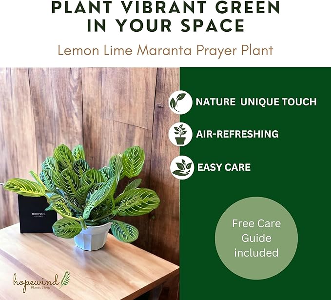 Live Plant, Lemon Lime Maranta Prayer Plant, Pet Friendly, Air Purifying Plant, Easy Care, Easy to Grow Live Indoor Plant, Houseplant, Rare Indoor Plant, Home Décor Pot (Jute Brown Assorted)