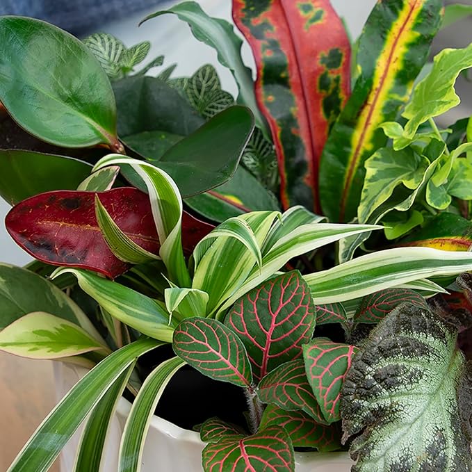 Altman Plants Live Houseplants (6PK), Indoor Plants for Delivery Prime, Live Plants and Gardening Gifts for Plant Lovers, Planters for Indoor Plants with Potting Soil, Live House Plants Indoors Live