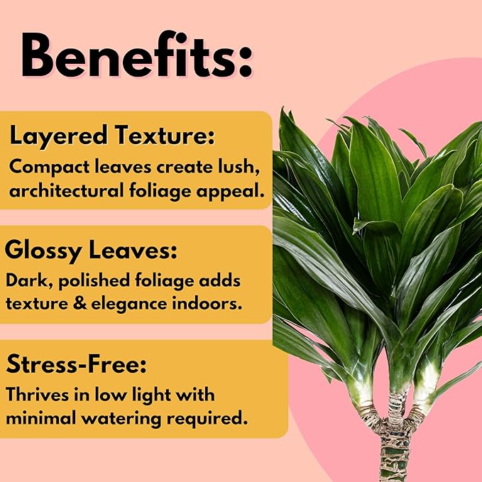 Dracaena Janet Craig Compacta Live Plant by United Nursery, 38–42 inches Tall in 10 inch Plant Pot, Indoor Outdoor House Plant, Easy Care Large Floor Plant for Office, Patio and Home Decor
