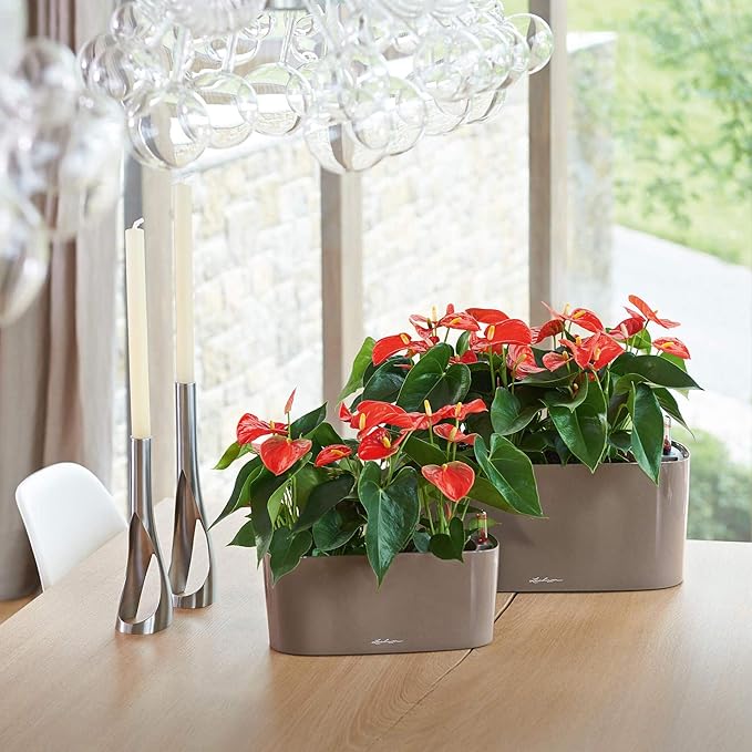 Lechuza Delta 10 Shiny Taupe, Self-Watering Planter Indoor, H5.1 L11.8 W4.3 in