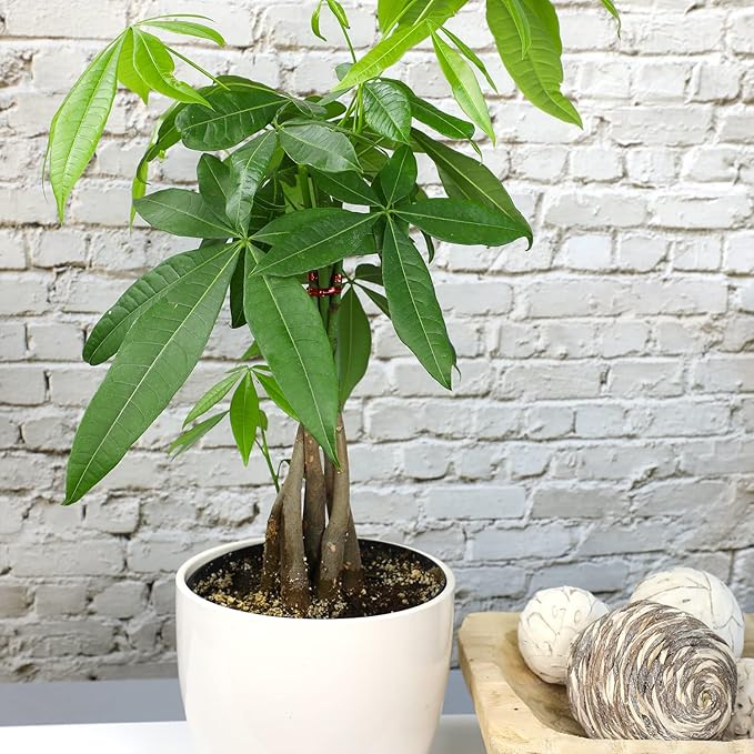 Live Money Tree Houseplant in 6" Grower Pot, Air Purifying Pet Friendly Plant, Easy Care for Beginners, Pachira Aquatica, Bonsai & Feng Shui Houseplants by Plants for Pets