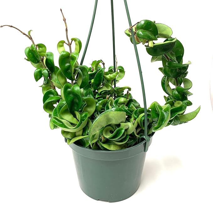 6" Hoya Compacta aka Hoya Hindu Rope in Hanging Pot Live Hoya Plant Air-Purifying Plant(Hoya Compacta, 6" Hanging Pot with Multiple Plants, Very Short Right Now)