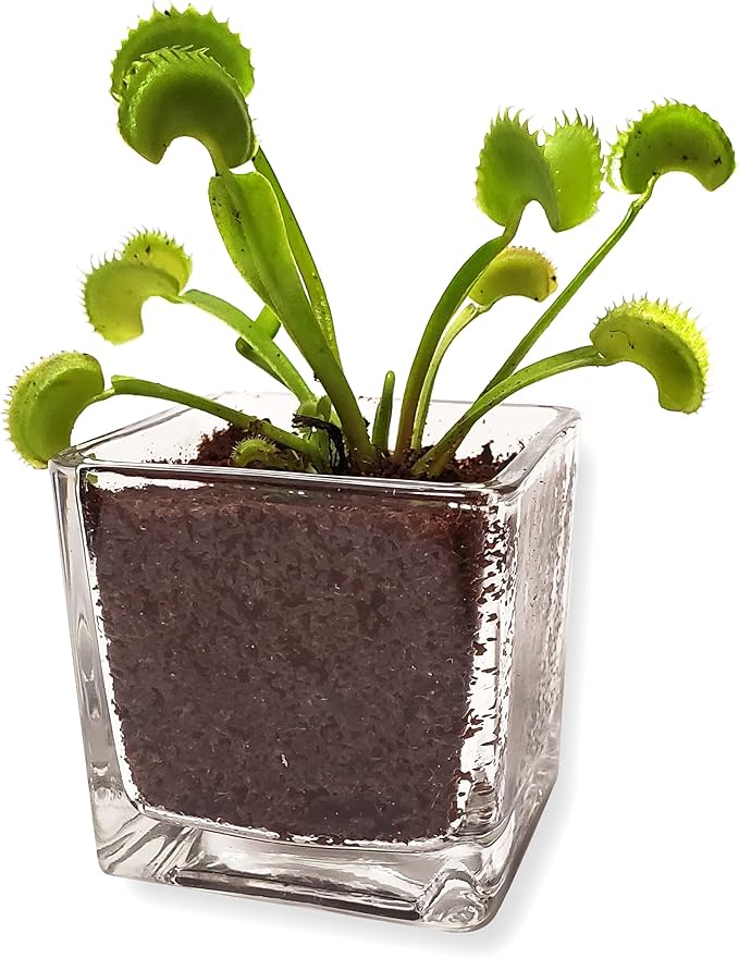 Venus Fly Trap Live Plant with 2.5" Classy Glass Cube Pot - Carnivorous Insect-Eating Plant - Carnivorous Plants Soil and Live Venus Flytrap