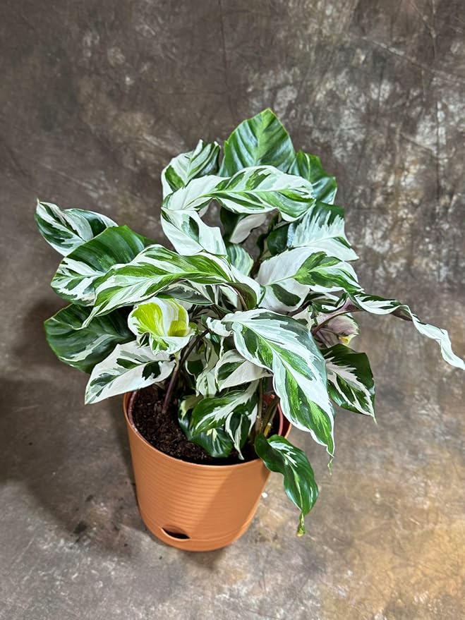 PLANTVERS Calathea Stella in a 6" Grow Pot – Calathea White Fusion – Low Light White Fusion Plant - Easy Care Tropical Houseplant - Variegated Indoor Plant