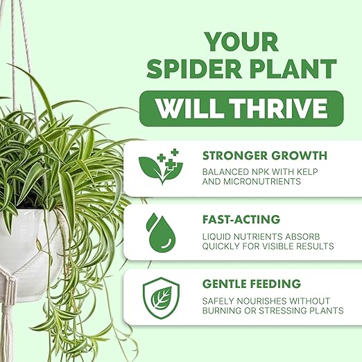 Spider Plant Fertilizer – Liquid Plant Food for Longer Runners, Greener Leaves & Healthy New Growth, 32 oz