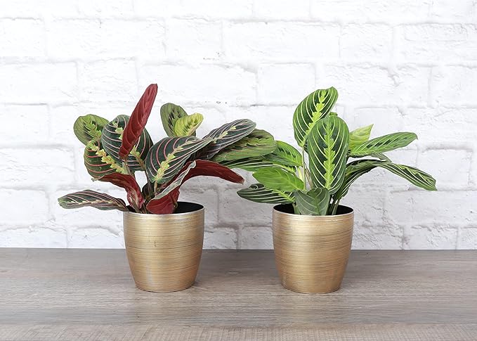 Thorsen's Greenhouse Prayer Plants Set of 2, Maranta leuconeura, Pet Safe Plants, Low Light Plants, Live Indoor Plants, 4" Diameter Plants, Classic Pots (Gold)