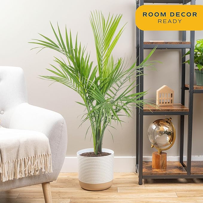 Costa Farms Majesty Palm Live Plant, Large Tropical Floor Plant, 3-4 Feet Tall, Pet-Friendly Indoor Houseplant, Easy Care, Air Purifying, Living Room or Office Decor, Housewarming Gift
