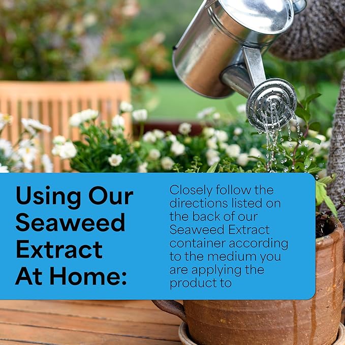 Grow More Liquified Seaweed Extract Fertilizer for Plants - 1 Quart of Natural Liquid Kelp Fertilizer - 11% Organic Kelp Plant Food for Transplant Protection & Root Development